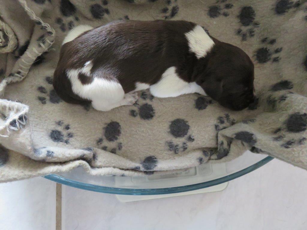 Coco